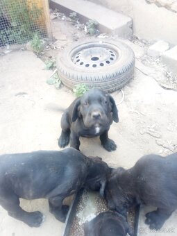 Cane corso - 2