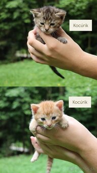 DARUJEME MAČIATKA s možnosťou dovozu - 2