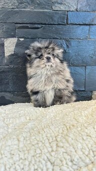 Pomeranian mini merle - 2