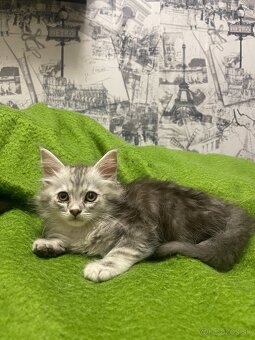 Maine coon, mainská mývalia mačka - 2