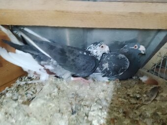 staropolske poštove holuby - 2