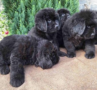 Novofundlandský pes - 2