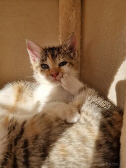 Darujem mačicky - 2