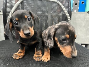 Jazvečík trpasličí - 2