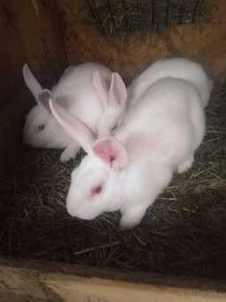 Predám králiky Hyla plus. - 2
