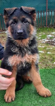 Nemecký ovčiak - 2
