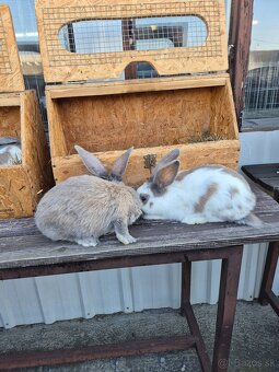 Predam NOS farba Izabela - 2