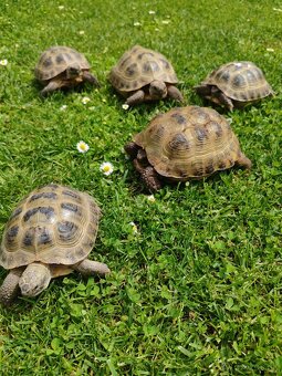 Testudo horsfieldii - 2