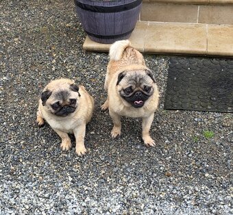 Mops s PP - 2