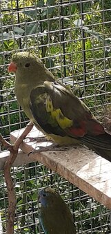 Predám - 2