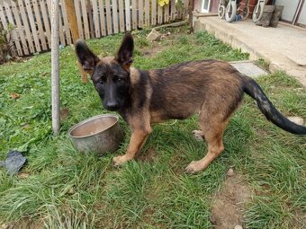 Belgický ovčiak - 2