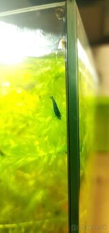 Neocaridina davidi krevety - 2
