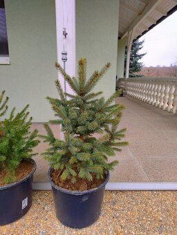 Smreky v nádobe - 2