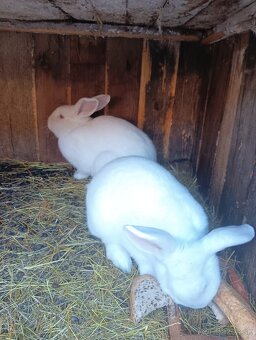 Predám zajace králiky - 2