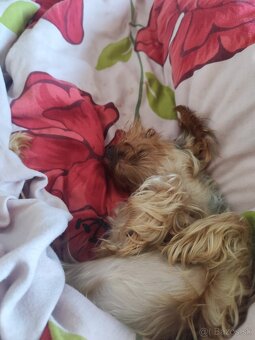 Yorkshire terrier - 2