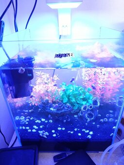 Akvarium - 2