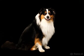 Krytie – Austrálsky ovčiak s PP (Clay, 5 rokov) - 2