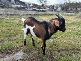 Ponúkam capa na krytie - 2