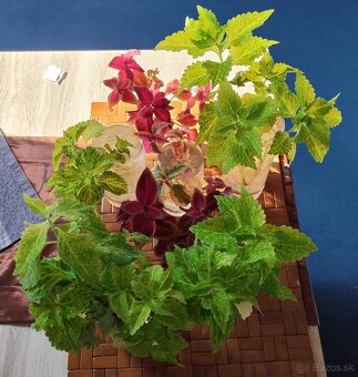 Predávam odrezky Coleus - 2