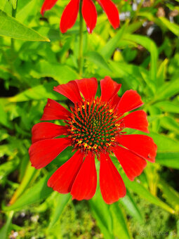 Echinacea-rôzne farby - 2
