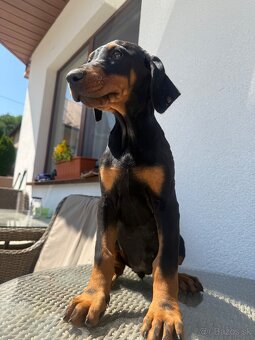 Doberman šteniatka - 2