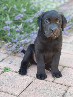 Labrador retriever - 2