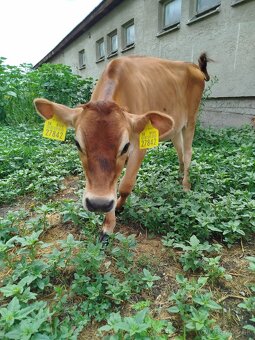 Jersey jalovice - 2