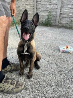 Belgicky ovčiak malinois - 2