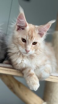 Harris Maine Coon Kocur s PP - 2
