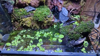 Predám Paludarium - 2