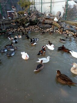 Kačica mandarínska-okrasné kačice - 2