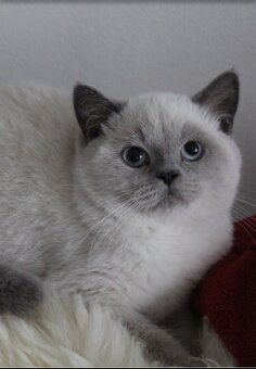 Britské maciatka - 2