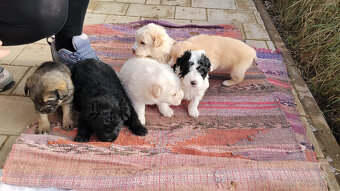 Darujem šteniatka - 2