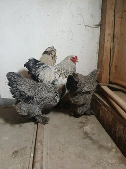 Zdrobnelá brahmanka - 2