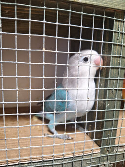 Agapornis fisheri - 2