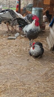 Brakelka strieborná nasadové vajíčka - 2