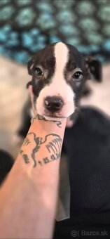 Americký Staford - 2