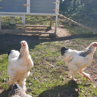 Brahmanka veľká biela- Columbia - 2