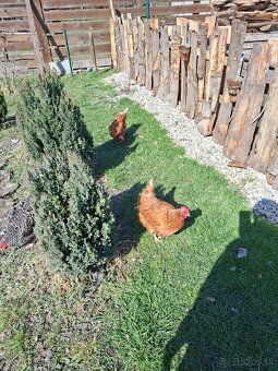 Domáce vajíčka - 2