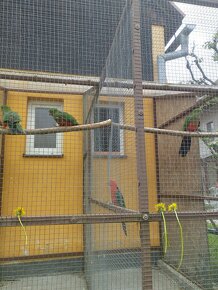 Papagáj kráľovský - 2