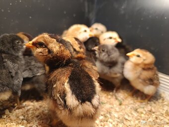 Araukana, araucana kuriatka - 2