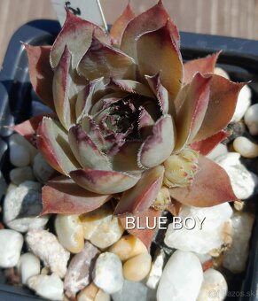 Skalné ruže - sempervivum - 2