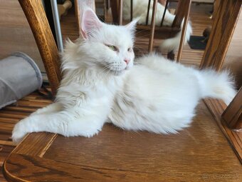 Kocúr Maine Coon s PP - 2