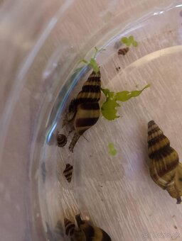 Clea helena – dravé slimáky proti premnoženým slimákom - 2