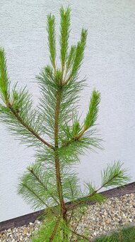 Borovica čierna výška 150cm - 2