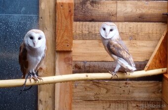 Plamienka driemavá - biela forma(Tyto alba) - 2