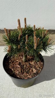 Borovica horská Gnom - trpaslík - 2