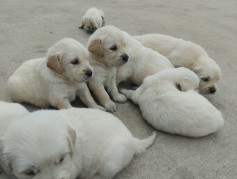 Zlatý retriever - 2