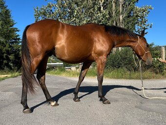 Quarter horse 2r. valach - 2