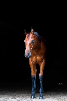 AQH kobylka na prodej - QH, Quarter horse - 2